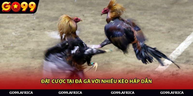 Đặt cược tại đá gàvới nhiều kèo hấp dẫn